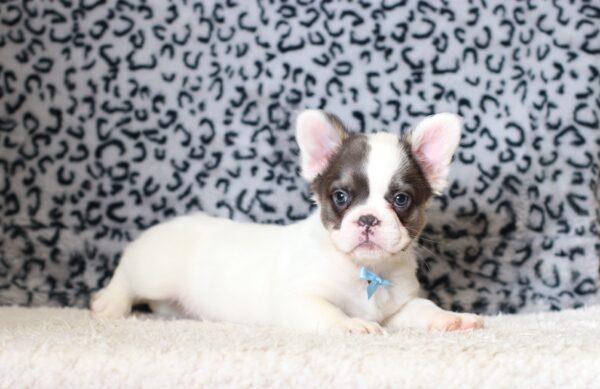 0400cccGideon-Fluffy-French-Bulldog-The-Puppy-Lodge-scaled.jpg