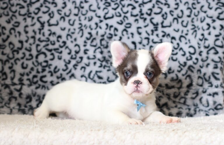 0400cccGideon-Fluffy-French-Bulldog-The-Puppy-Lodge-scaled.jpg