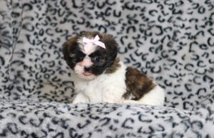 0401bNorma-Teddy-Bear-Puppy-The-Puppy-Lodge-scaled.jpg