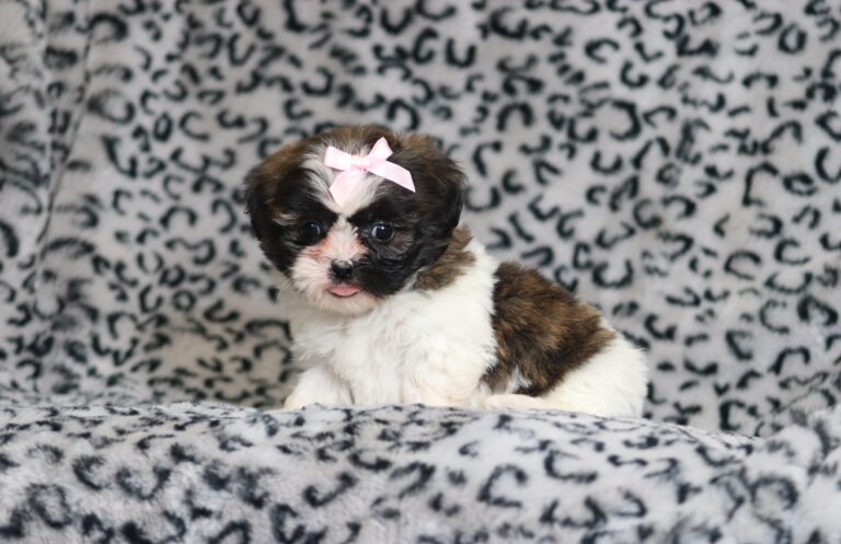 0401bNorma-Teddy-Bear-Puppy-The-Puppy-Lodge-scaled.jpg