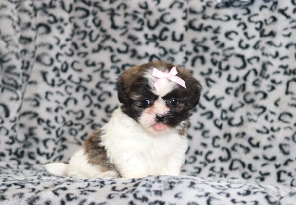 0401bbNorma-Teddy-Bear-Puppy-The-Puppy-Lodge-scaled.jpg