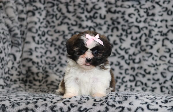 0401bbbNorma-Teddy-Bear-Puppy-The-Puppy-Lodge-scaled.jpg