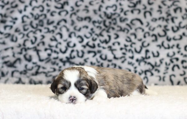 0403a-Milton-Teddy-Bear-Puppy-The-Puppy-Lodge-scaled.jpg
