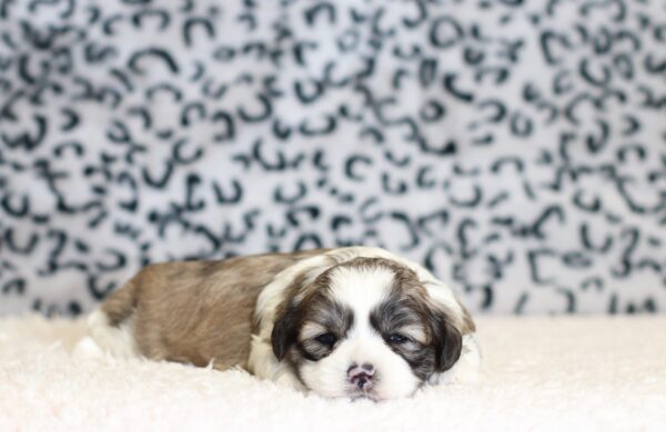 0403aa-Milton-Teddy-Bear-Puppy-The-Puppy-Lodge-scaled.jpg