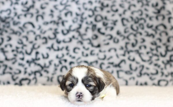 0403aaa-Milton-Teddy-Bear-Puppy-The-Puppy-Lodge-scaled.jpg