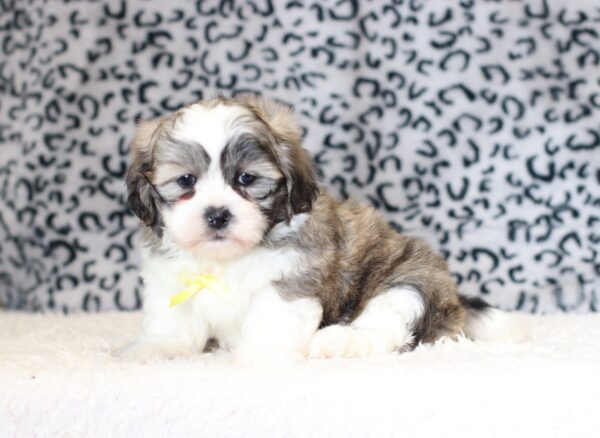 0403bMilton-Teddy-Bear-Puppy-The-Puppy-Lodge-scaled.jpg