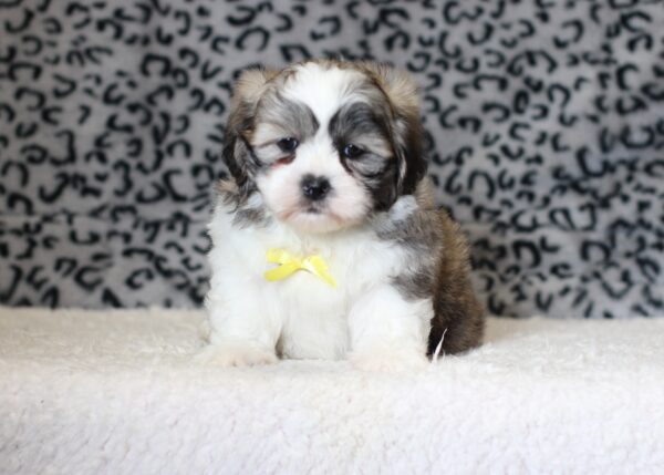 0403bbMilton-Teddy-Bear-Puppy-The-Puppy-Lodge-scaled.jpg