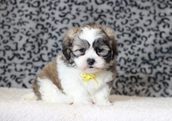 0403bbbMilton-Teddy-Bear-Puppy-The-Puppy-Lodge-scaled.jpg
