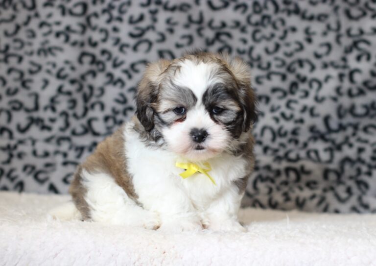 0403bbbMilton-Teddy-Bear-Puppy-The-Puppy-Lodge-scaled.jpg