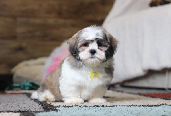 0403pMilton-Teddy-Bear-Puppy-The-Puppy-Lodge-scaled.jpg