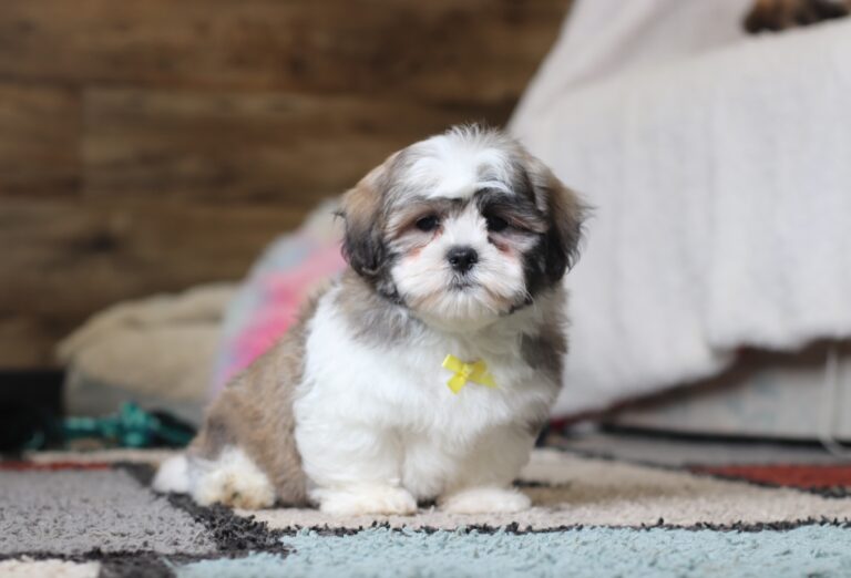 0403pMilton-Teddy-Bear-Puppy-The-Puppy-Lodge-scaled.jpg