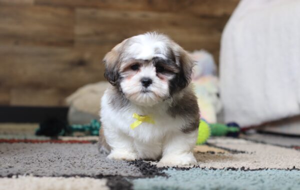 0403ppMilton-Teddy-Bear-Puppy-The-Puppy-Lodge-scaled.jpg