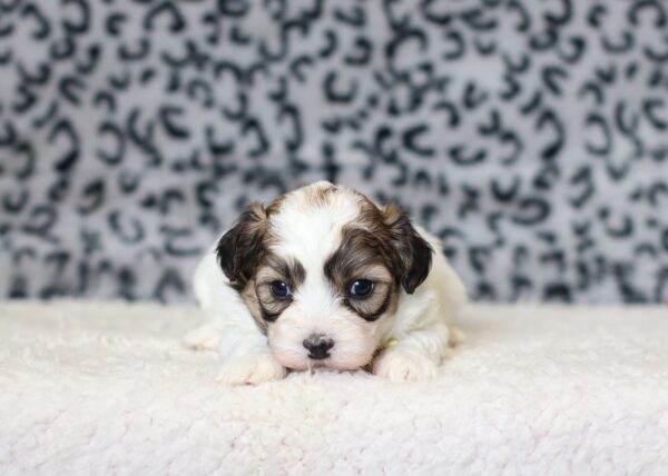 0407aSailor-Teddy-Bear-Puppy-The-Puppy-Lodge-scaled.jpg