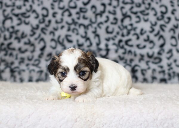 0407aa-Sailor-Teddy-Bear-Puppy-The-Puppy-Lodge-scaled.jpg