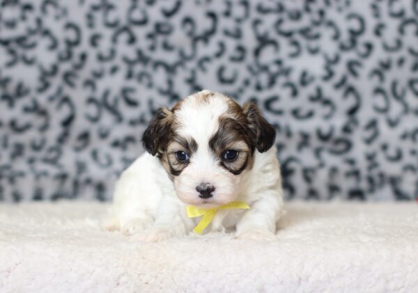0407aaa-Sailor-Teddy-Bear-Puppy-The-Puppy-Lodge-scaled.jpg