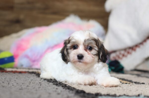0407pSailor-Teddy-Bear-Puppy-The-Puppy-Lodge-scaled.jpg