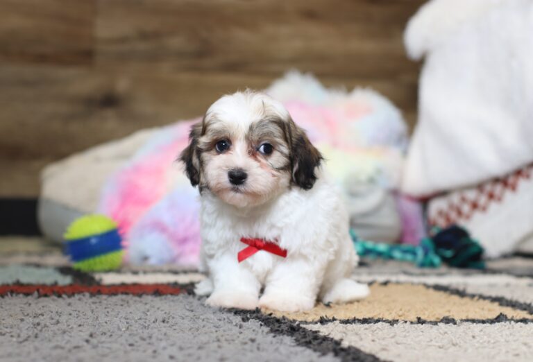 0407ppSailor-Teddy-Bear-Puppy-The-Puppy-Lodge-scaled.jpg