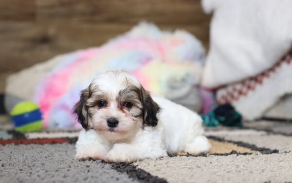 0407pppSailor-Teddy-Bear-Puppy-The-Puppy-Lodge-scaled.jpg