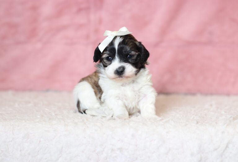 0409a-Noelle-Teddy-Bear-Puppy-The-Puppy-Lodge-scaled.jpg