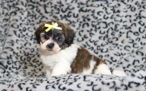 0409bbNoelle-Teddy-Bear-Puppy-The-Puppy-Lodge-scaled.jpg
