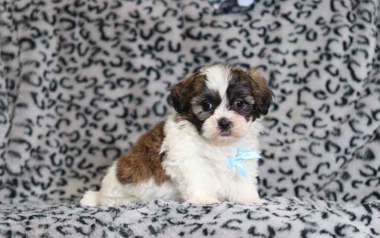0410bbbNeo-Teddy-Bear-Puppy-The-Puppy-Lodge-scaled.jpg