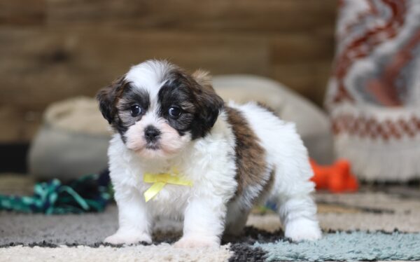 0410pNeo-Teddy-Bear-Puppy-The-Puppy-Lodge-scaled.jpg