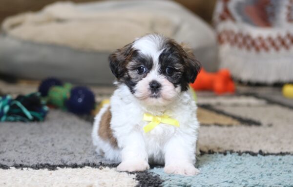 0410ppNeo-Teddy-Bear-Puppy-The-Puppy-Lodge-scaled.jpg