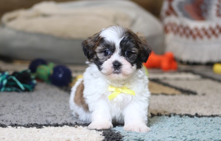 0410ppNeo-Teddy-Bear-Puppy-The-Puppy-Lodge-scaled.jpg