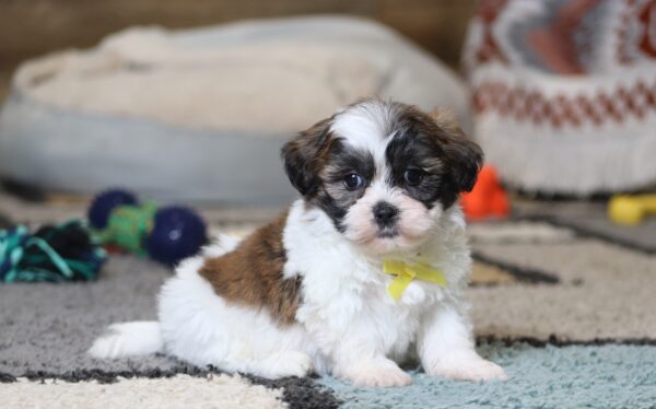0410pppNeo-Teddy-Bear-Puppy-The-Puppy-Lodge-scaled.jpg