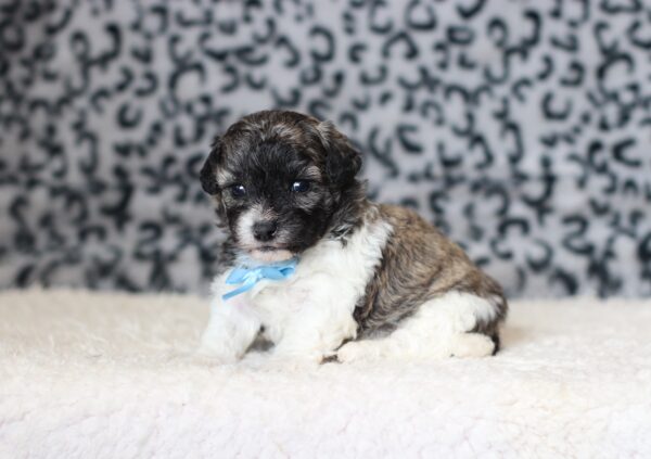 0412a-Ned-Teddy-Bear-Puppy-The-Puppy-Lodge-scaled.jpg