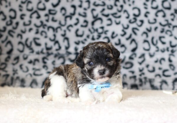 0412aa-Ned-Teddy-Bear-Puppy-The-Puppy-Lodge-scaled.jpg