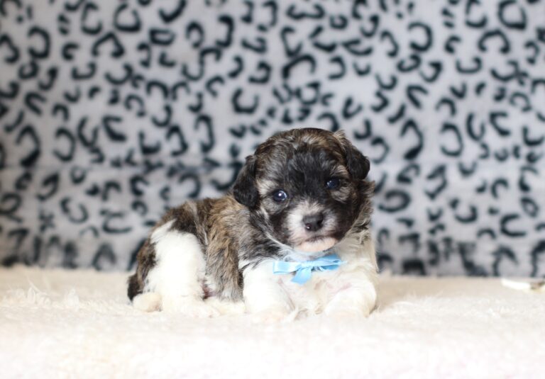 0412aa-Ned-Teddy-Bear-Puppy-The-Puppy-Lodge-scaled.jpg