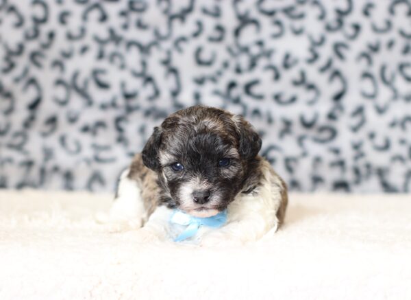 0412aaa-Ned-Teddy-Bear-Puppy-The-Puppy-Lodge-scaled.jpg