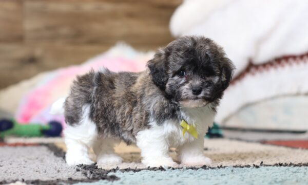 0412ppNed-Teddy-Bear-Puppy-The-Puppy-Lodge-scaled.jpg