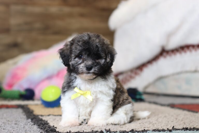 0412ppNed-Teddy-Bear-Puppy-The-Puppy-Lodge-scaled.jpg