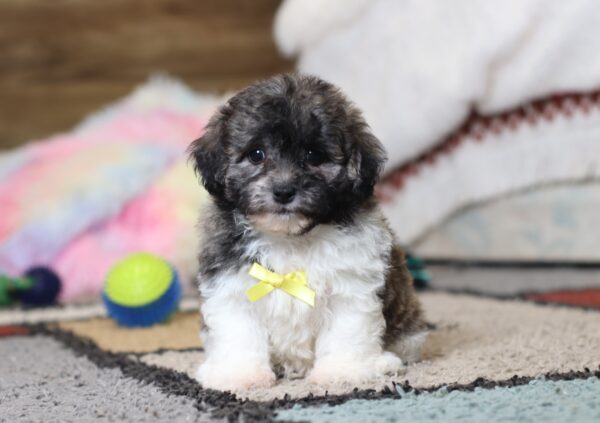 0412pppNed -Teddy Bear Puppy -The Puppy Lodge.JPG