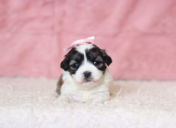 0413a-Nala-Teddy-Bear-Puppy-The-Puppy-Lodge-scaled.jpg