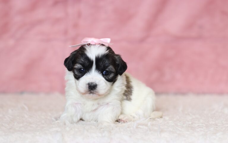0413aa-Nala-Teddy-Bear-Puppy-The-Puppy-Lodge-scaled.jpg