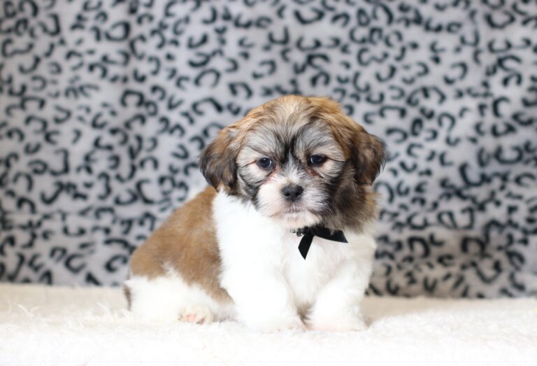 0414bbb Miles -Teddy Bear Puppy -The Puppy Lodge.JPG
