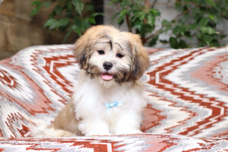 0414e-Miles-Teddy-Bear-Puppy-The-Puppy-Lodge-scaled.jpg