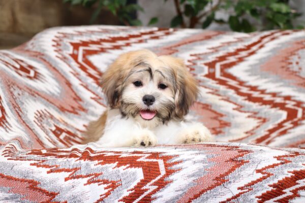 0414ee-Miles-Teddy-Bear-Puppy-The-Puppy-Lodge-scaled.jpg