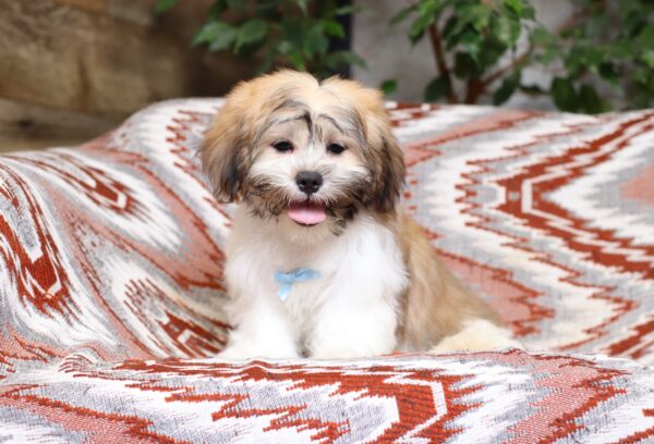 0414eeeMiles-Teddy-Bear-Puppy-The-Puppy-Lodge-scaled.jpg