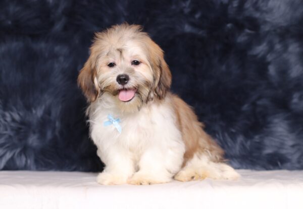 0414f-Miles-Teddy-Bear-Puppy-The-Puppy-Lodge-scaled.jpg