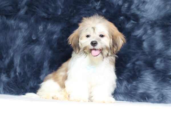 0414ff-Miles-Teddy-Bear-Puppy-The-Puppy-Lodge-scaled.jpg