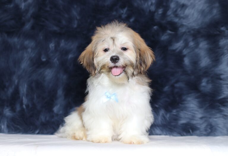 0414fff Miles -Teddy Bear Puppy -The Puppy Lodge.JPG