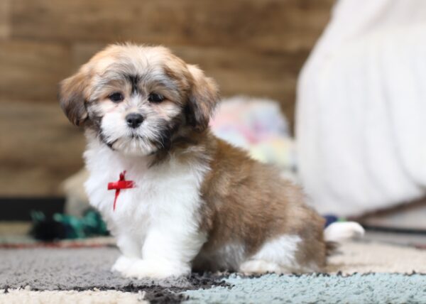 0414qMiles-Teddy-Bear-Puppy-The-Puppy-Lodge-scaled.jpg