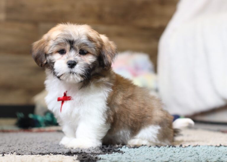 0414qMiles-Teddy-Bear-Puppy-The-Puppy-Lodge-scaled.jpg