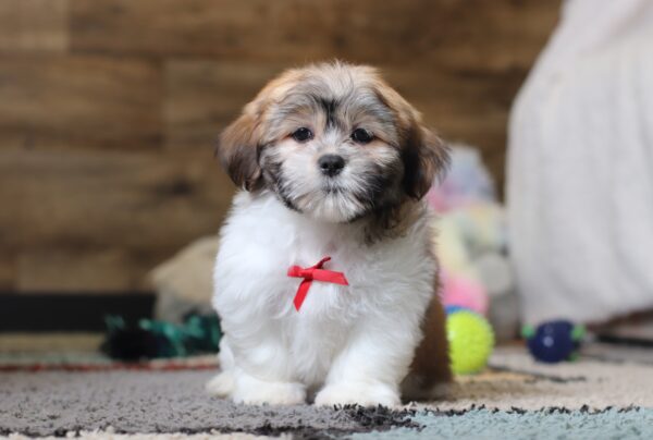 0414qqMiles-Teddy-Bear-Puppy-The-Puppy-Lodge-scaled.jpg