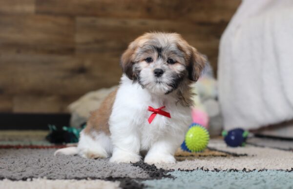 0414qqqMiles -Teddy Bear Puppy -The Puppy Lodge.JPG