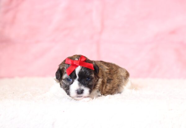 0415a-Nikki-Teddy-Bear-Puppy-The-Puppy-Lodge-scaled.jpg